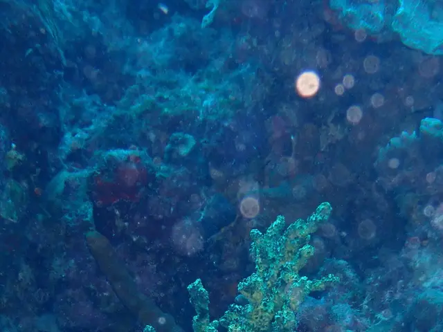 The image shows a vibrant coral reef in the Maldives, with a variety of colorful corals and fish...