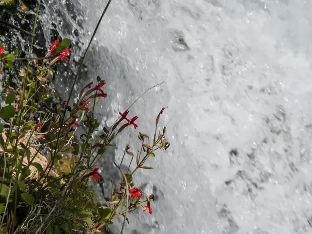 The image shows a small waterfall cascading down a rocky cliff, with a plant of vibrant red flowers...