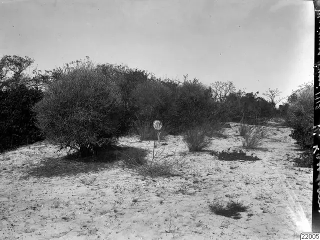 The image shows a black and white photo of a desert landscape with trees and plants in the...
