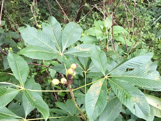 The image shows a horse chestnut tree in the middle of a forest, with its lush green leaves and...