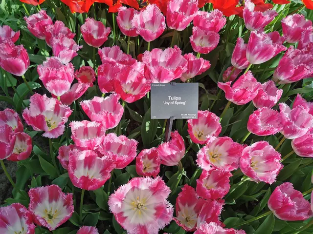 The image shows a vibrant display of pink and red tulips in a garden, with a board in the middle...