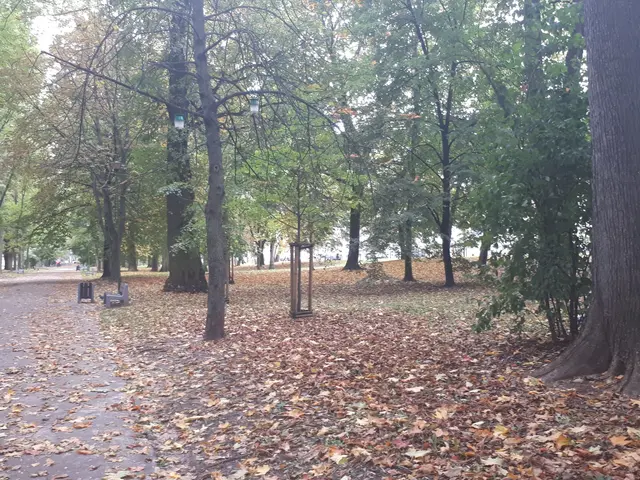 The image shows a park with trees, benches, and dried leaves on the ground. The trees are tall and...