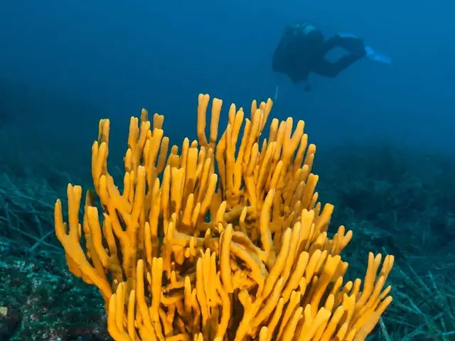 The image shows a scuba diver swimming over a vibrant coral reef in the Bahamas. The diver is...